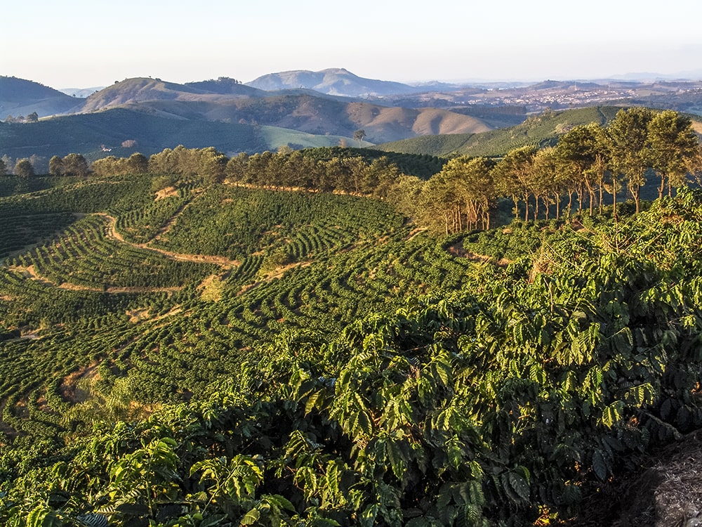 Kaffeeherkunft Brasilien Kaffeeplantage