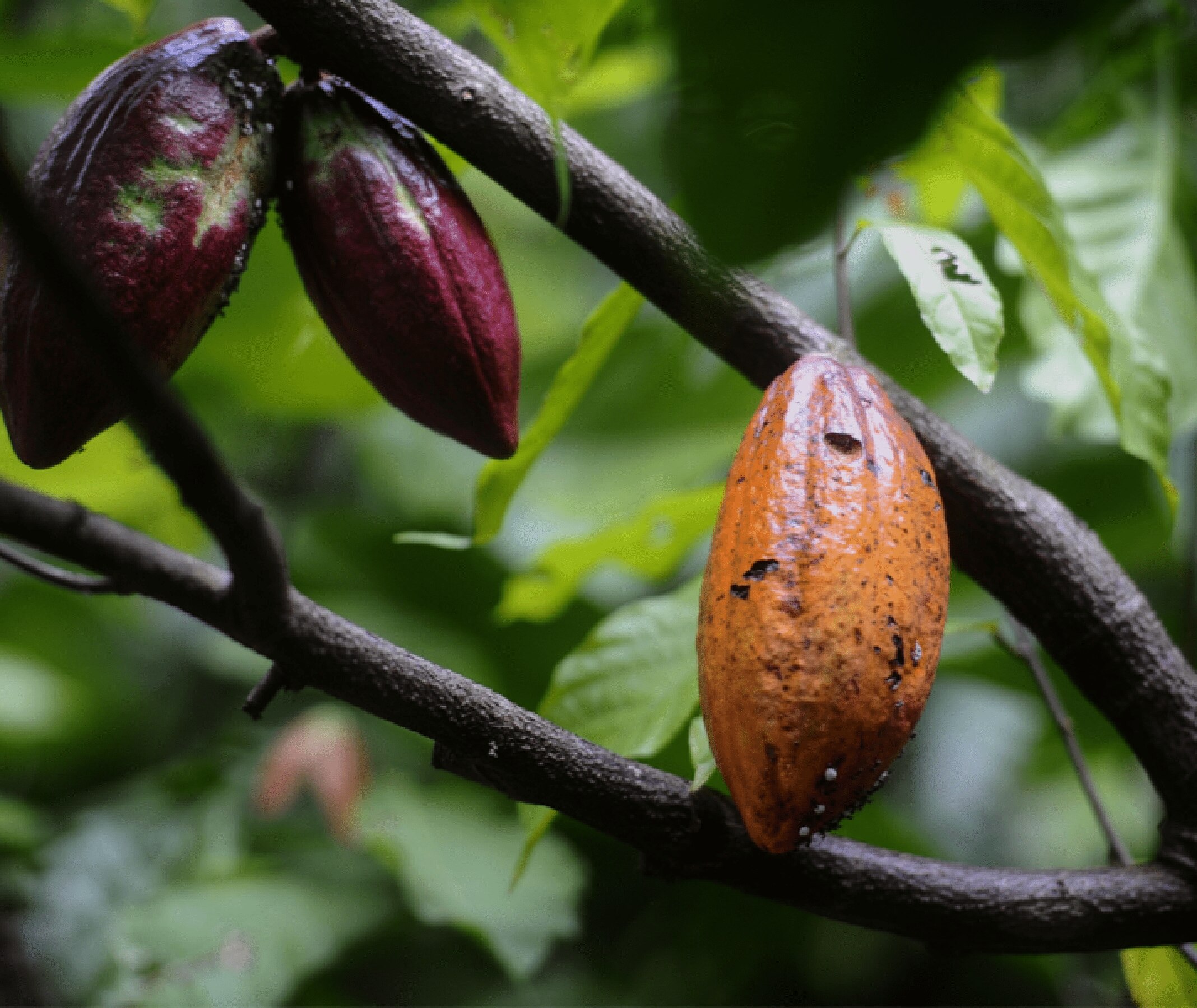cocoa image 3x