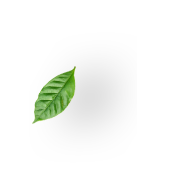Nachhaltigkeit Blatt Kaffeepflanze